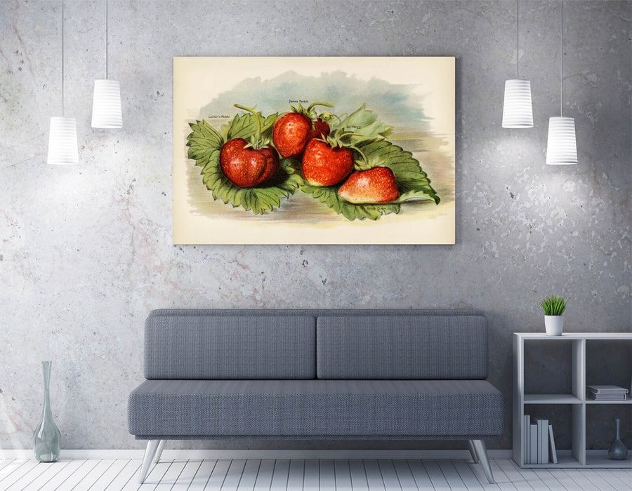 Vintage Strawberry Canvas - Handmade UK Canvas Wall Art | Botanical Fruit Illustration Print