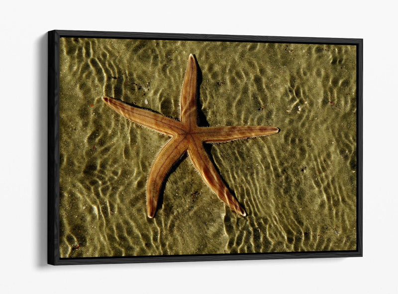 Canvas Wall Art - Starfish On Sand Float Effect Premium Handmade Print