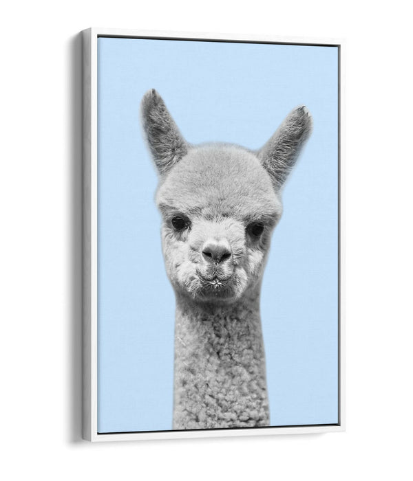 ALPACA BLACK WHITE BABY BLUE FLOAT EFFECT CANVAS WALL ART PIC PRINT