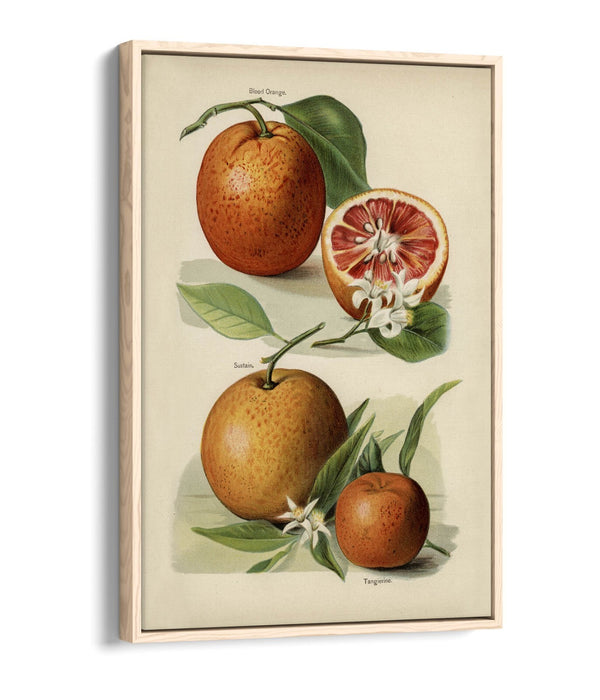 Canvas Wall Art Print – Vintage Orange Illustration With Float Effect Frame