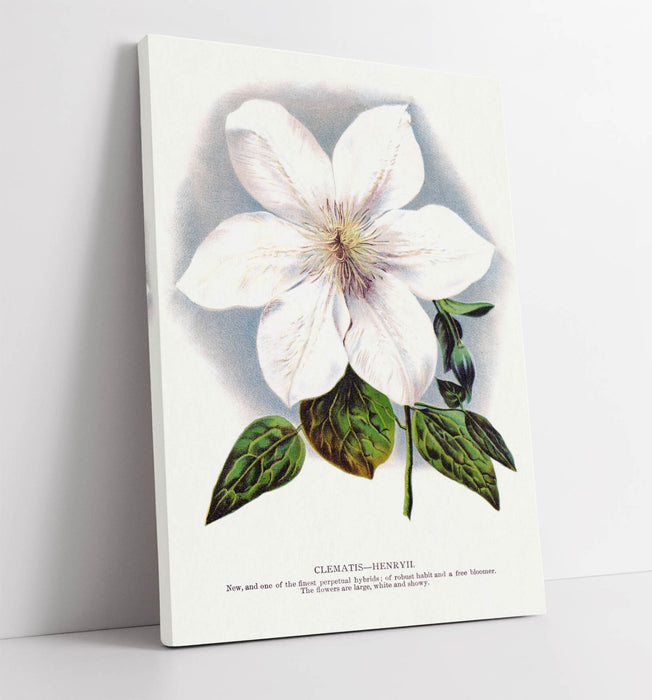 Clematis Flower Canvas - Handmade Floral Canvas Wall Art Picture Print