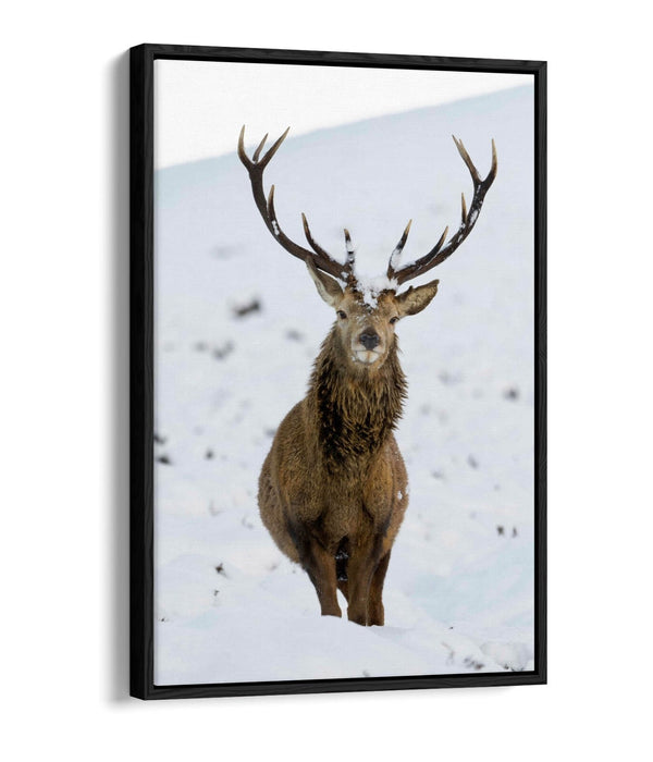 Canvas Wall Art – Majestic Stag In Snowy Landscape | Float Effect Canvas Print