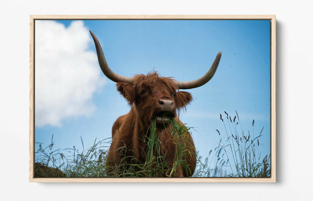 HIGHLAND COW BLUE SKY PHOTO -FLOAT EFFECT CANVAS WALL ART PIC PRINT- ANIMAL