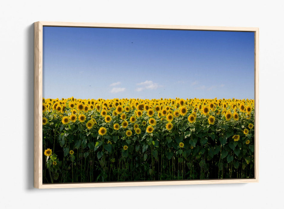 SUNFLOWER FIELD PHOTOGRAPHY -FLOAT EFFECT CANVAS WALL ART PIC PRINT