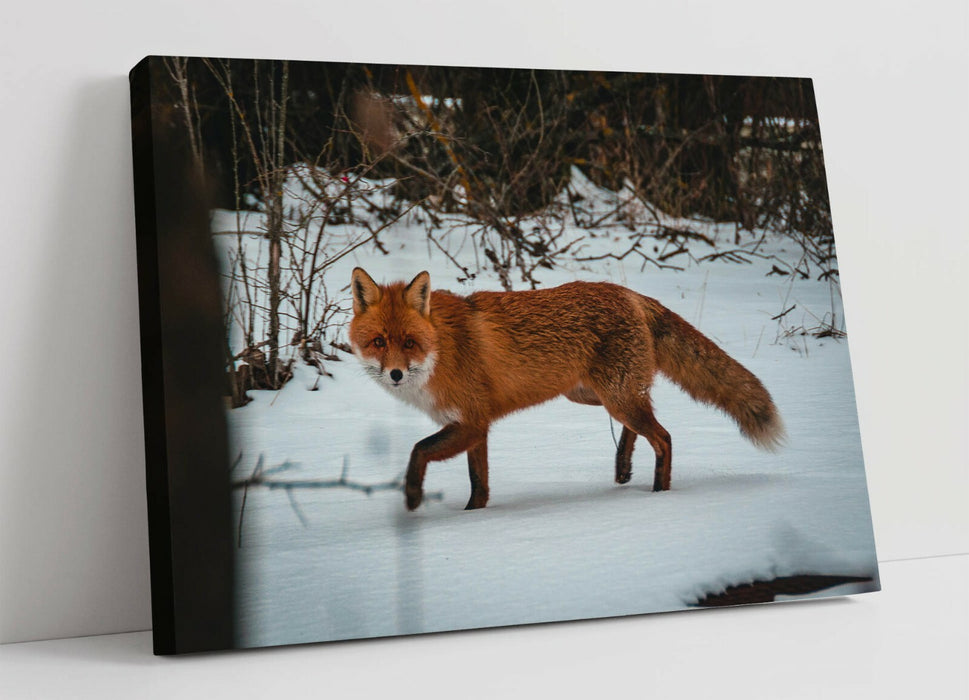 Wildlife Canvas Art – Red Fox In Snowy Landscape | Premium Ready To Hang Print