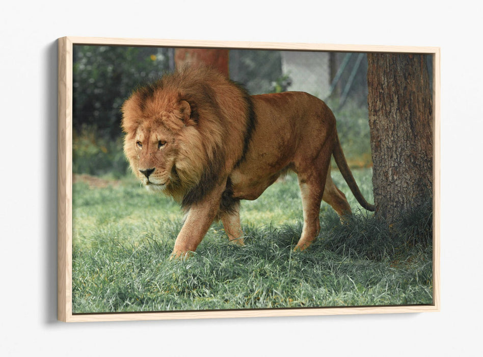 LION ON THE PROWL -FLOAT EFFECT CANVAS WALL ART PIC PRINT- ANIMAL PHOTOGRAPHY