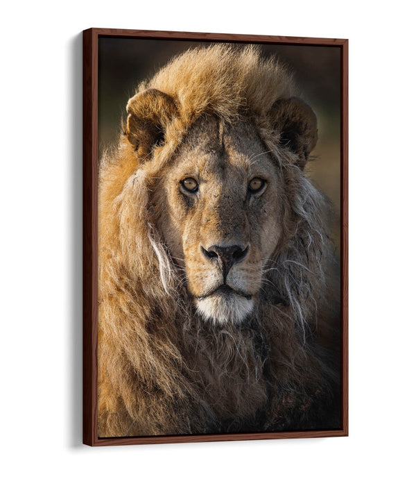 Lion Canvas Wall Art – Float Effect Canvas Print With Deep Frame, Handmade UK