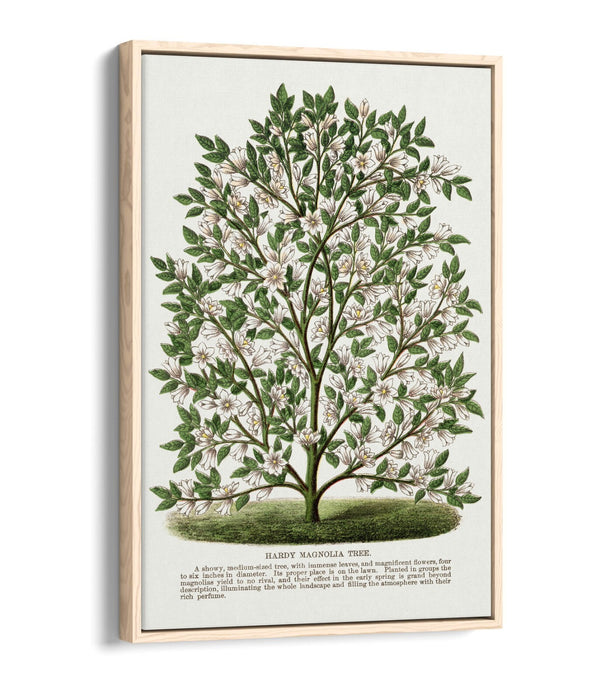 Canvas Wall Art – Hardy Magnolia Tree Print | Float Effect Frame | Handmade UK Art