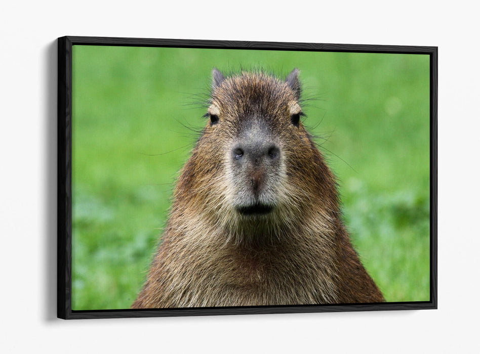 Capybara Canvas Art - Funny Animal Wall Decor With Float Effect Frame, Ready To Hang