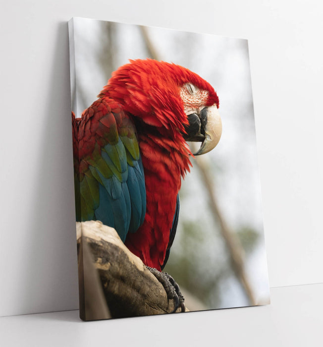 Parrot Canvas Wall Art - Handmade Multicolor Bird Wall Artwork on Archival Grade Canvas