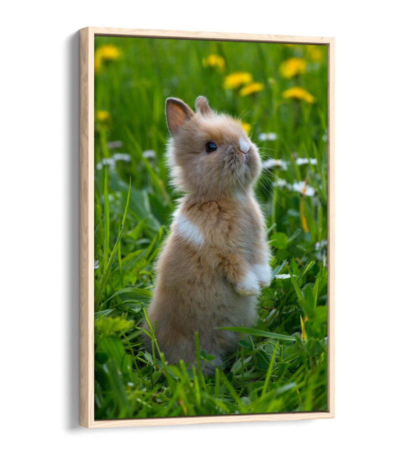 Bunny Canvas Wall Art – Cute Rabbit Home Decor With Float Effect Canvas Print
