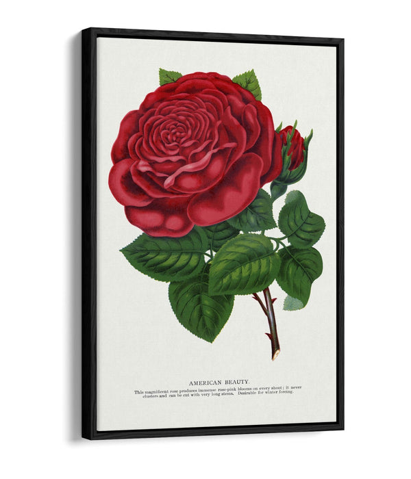 Red Rose Canvas Art – American Beauty Print on Float Effect Canvas Wall Art