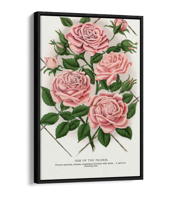 Float Effect Canvas Art – Pink Rose Prairie Lithograph Print | Handmade UK Wall Decor