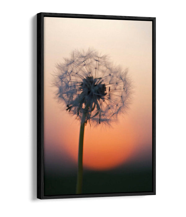DANDELION PORTRAIT -FLOAT EFFECT CANVAS WALL ART PIC PRINT- GREY BLACK