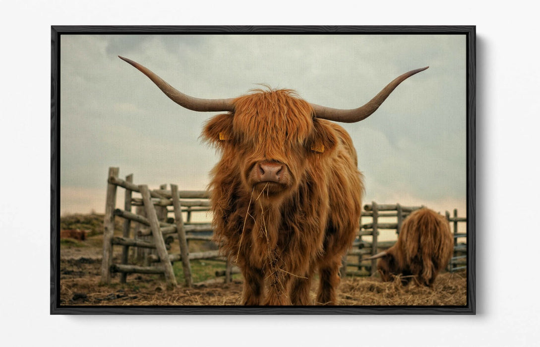 HIGHLAND COW RUSTIC FARM PHOTO -FLOAT EFFECT CANVAS WALL ART PIC PRINT- ANIMAL