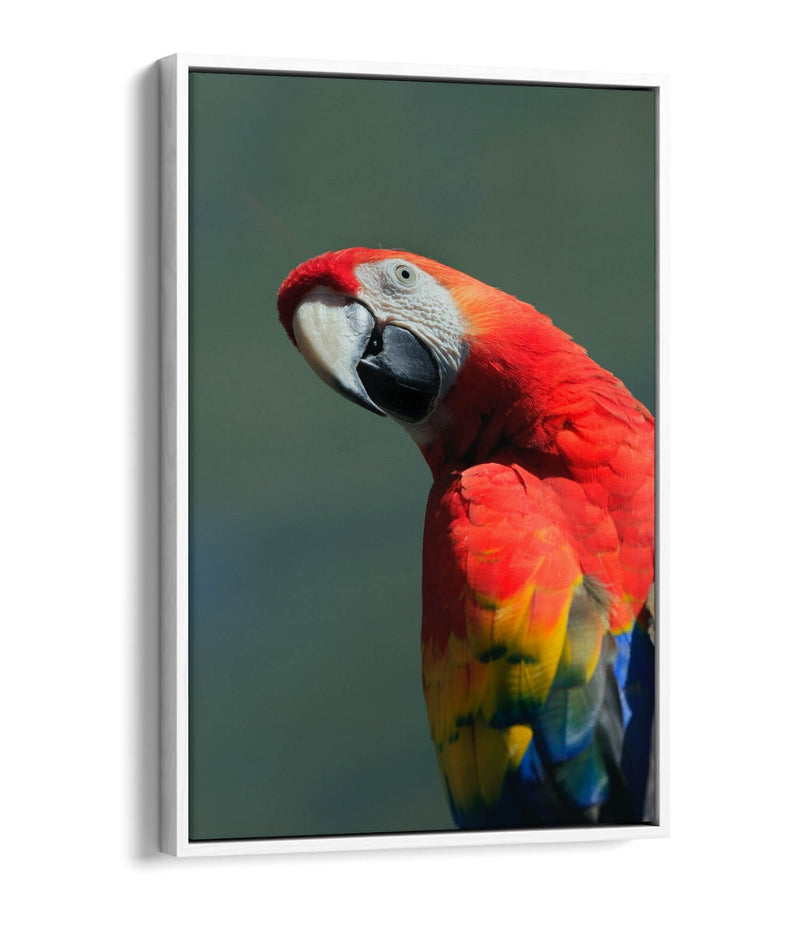 Parrot Canvas Art - Multi Color Wall Art With Float Effect Canvas & MDF Frame
