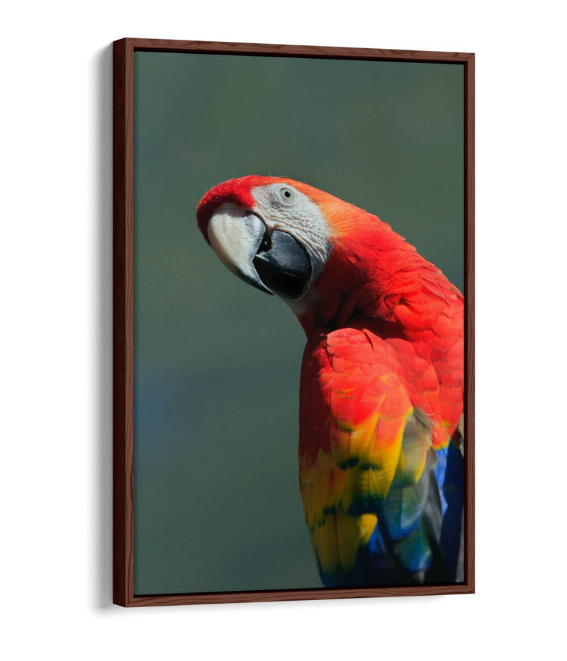 Parrot Canvas Art - Multi Color Wall Art With Float Effect Canvas & MDF Frame