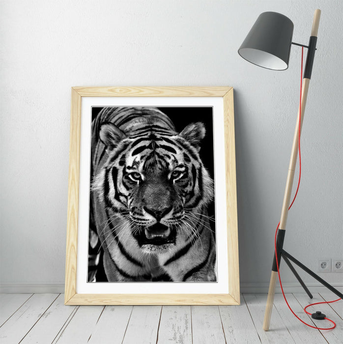 TIGER BLACK AND WHITE -FRAMED ART POSTER PAINTING PRINT 4 SIZES