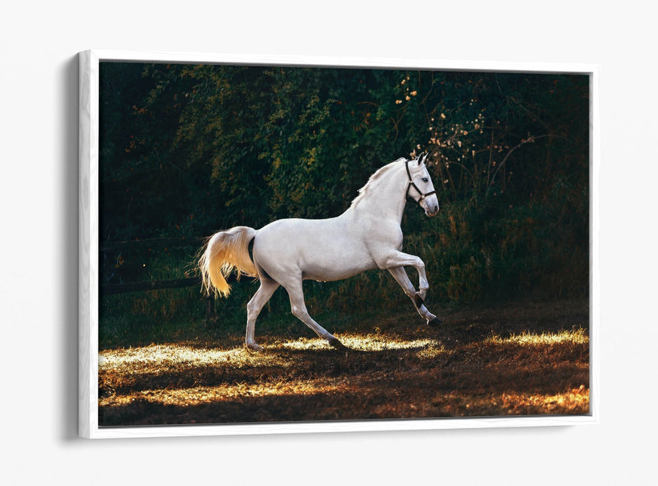 WHITE HORSE GALLOPING HOME BEDROOM DECOR FLOAT EFFECT CANVAS WALL ART PRINT