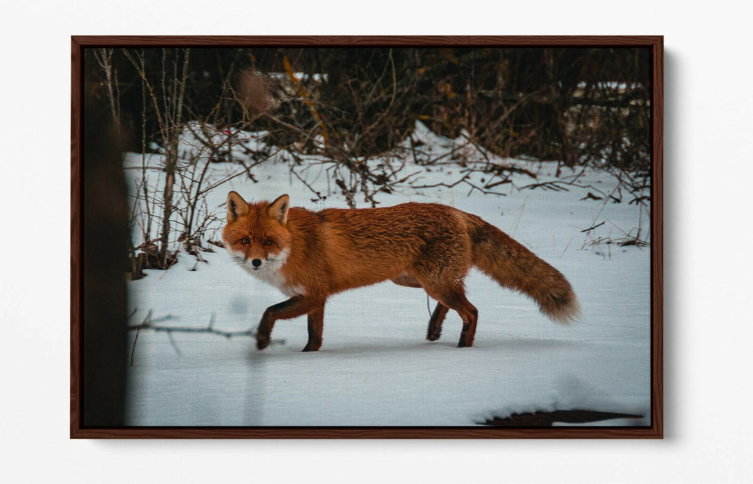 RED FOX SNOWY LAND, WILDLIFE PHOTOGRAPHY -FLOAT EFFECT CANVAS WALL ART PIC PRINT