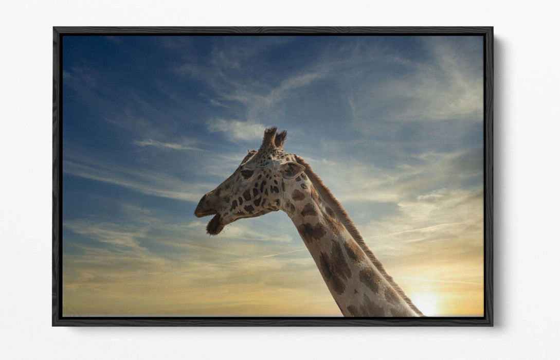 GIRAFFE IN THE CLOUDS -FLOAT EFFECT CANVAS WALL ART PIC PRINT- ANIMAL PHOTOGRAPH
