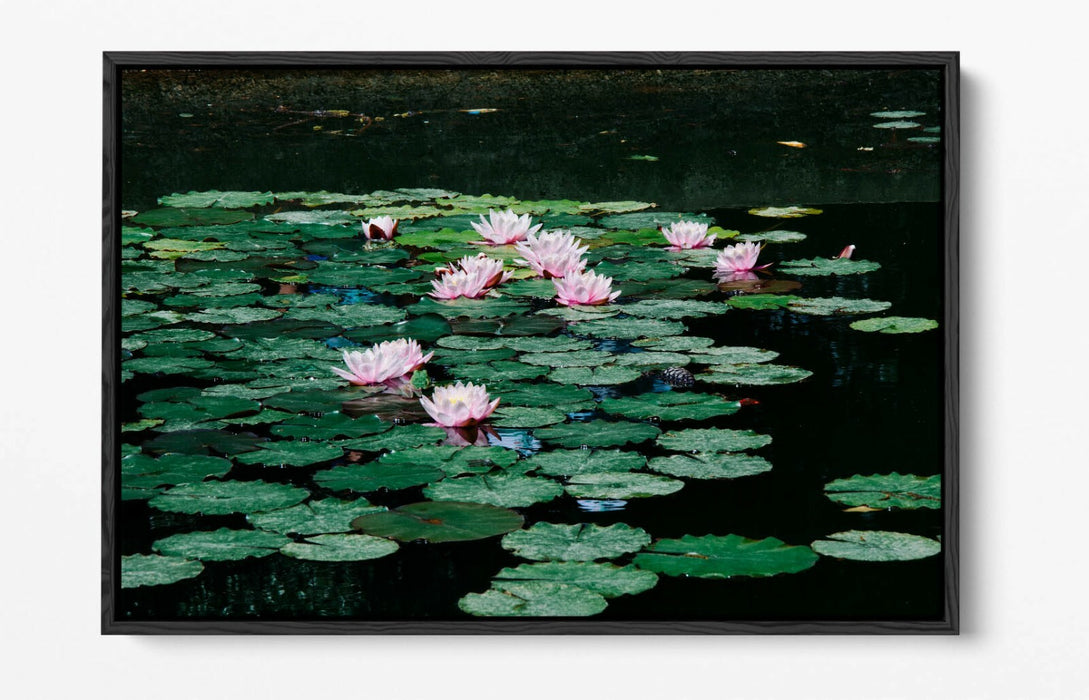 WATERLILIES FLORAL BOTANICAL PHOTOGRAPHY -FLOAT EFFECT CANVAS WALL ART PIC PRINT