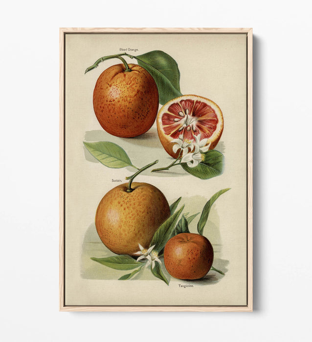Canvas Wall Art Print – Vintage Orange Illustration With Float Effect Frame