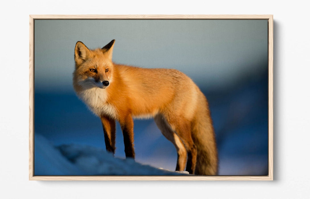Fox Canvas Wall Art - Handmade Snow Landscape Print | Float Effect Canvas Frame