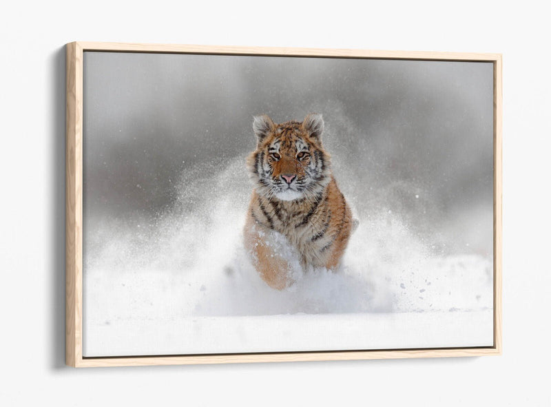 Tiger Canvas Wall Art – Running Tiger Artwork with Premium Float Frame | Handmade UK