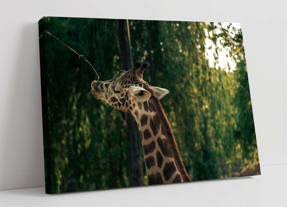 GIRAFFE PHOTOGRAPHY -CANVAS WALL ART PRINT ARTWORK ANIMAL FRAMED- ANIMAL PHOTO