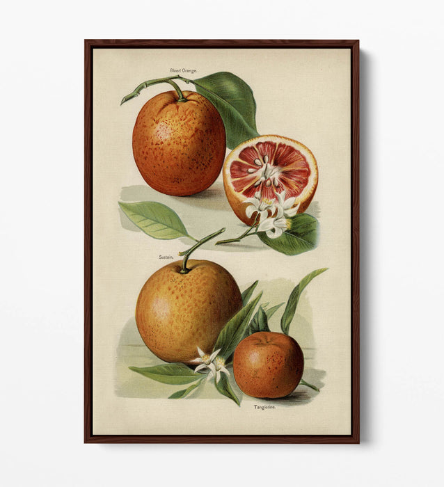 Canvas Wall Art Print – Vintage Orange Illustration With Float Effect Frame
