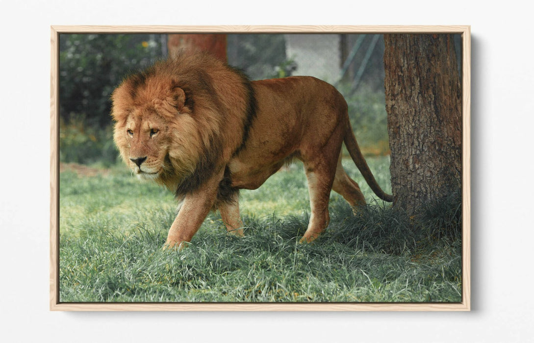 LION ON THE PROWL -FLOAT EFFECT CANVAS WALL ART PIC PRINT- ANIMAL PHOTOGRAPHY