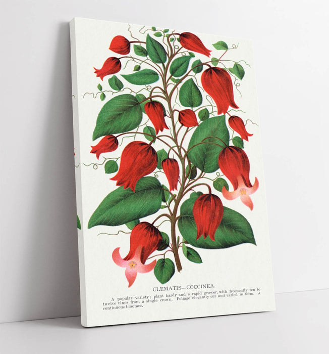 Canvas Wall Art – Red Clematis Artwork | Handmade Floral Picture Print