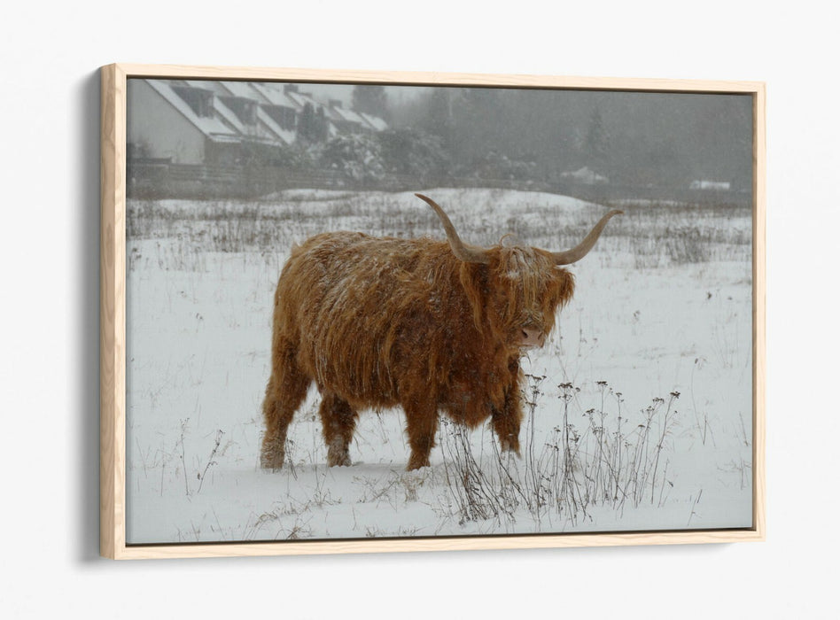 HIGHLAND COW SNOWY LANDSCAPE -FLOAT EFFECT CANVAS WALL ART PIC PRINT- ANIMAL