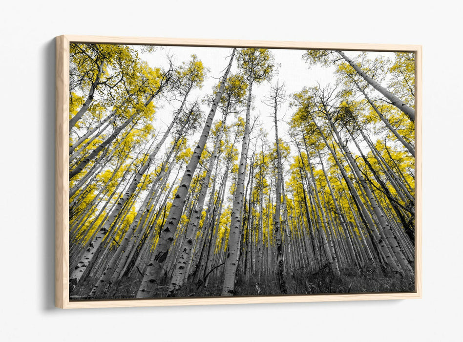ASPEN TREES -FLOAT EFFECT CANVAS WALL ART PIC PRINT- BLACK WHITE YELLOW