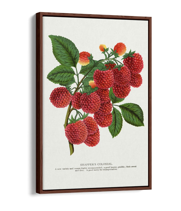 Canvas Wall Art - SHAFFER'S Colossal Raspberry Float Effect Canvas Print