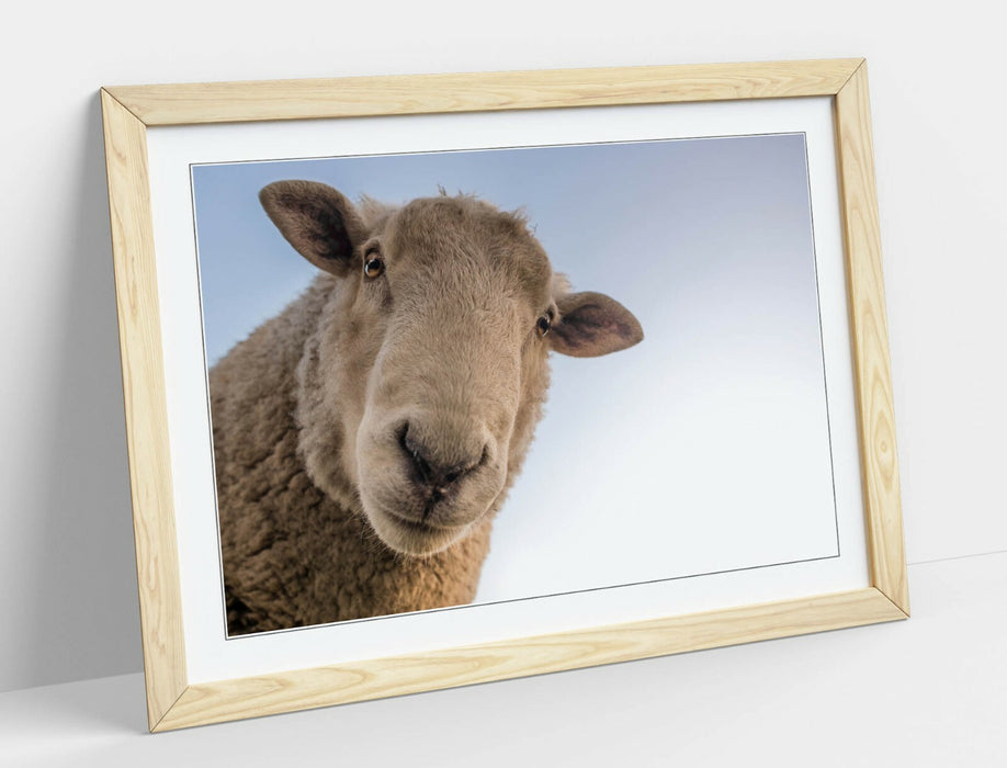 CURIOUS SHEEP -ART FRAMED POSTER PICTURE PRINT ARTWORK- BEIGE WHITE