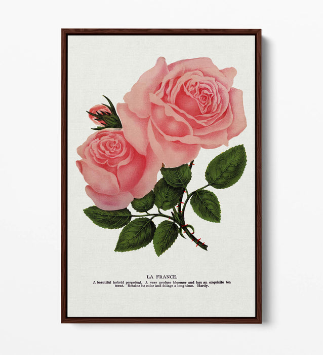 Canvas Wall Art - Pink Rose La France Lithograph | Float Frame, Handmade UK