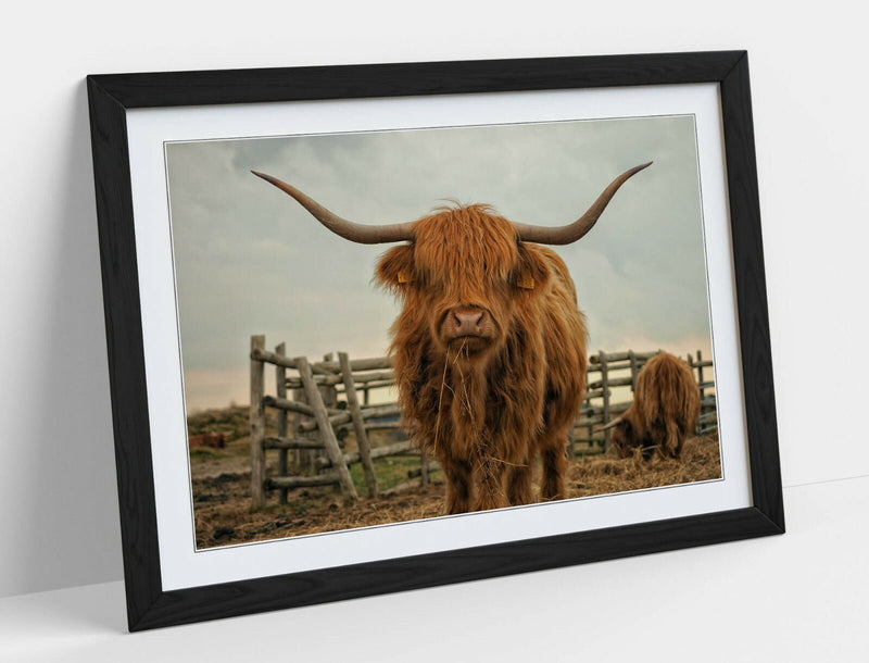 Highland Cow Wall Art - Rustic Farm Decor Framed Animal Poster Print