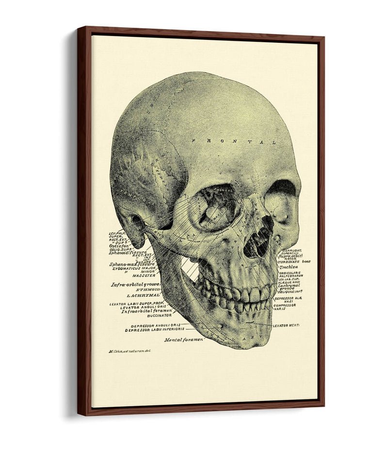 Vintage Skull Canvas - Labelled Skull Print On Handmade Canvas Art With Float Effect Frame