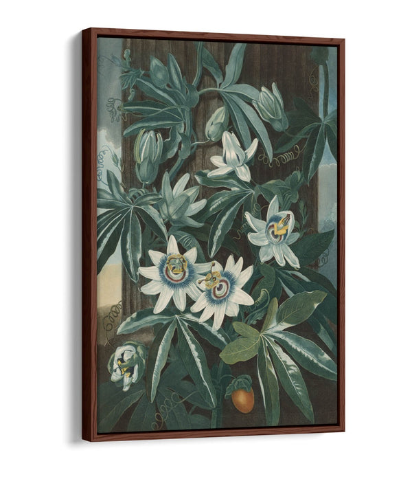 ROBERT JOHN THORNTON, BLUE PASSION FLOWER -FLOAT EFFECT CANVAS WALL ART PRINT