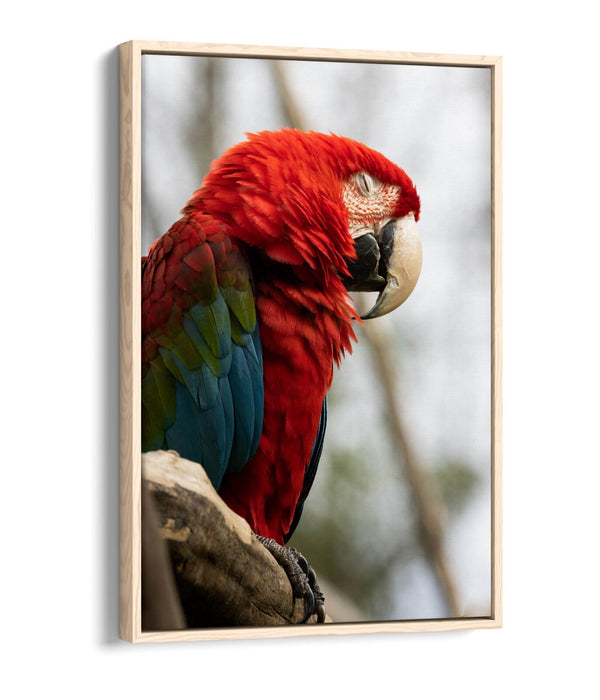 Parrot Canvas Wall Art – Float Effect Canvas Wall Decor With Vibrant Animal Print