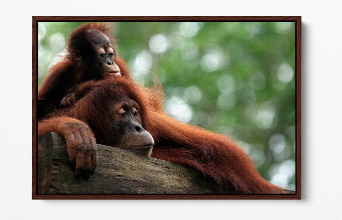 Orangutan Canvas Art - Mother and Baby Wildlife Wall Decor with Floating Frame
