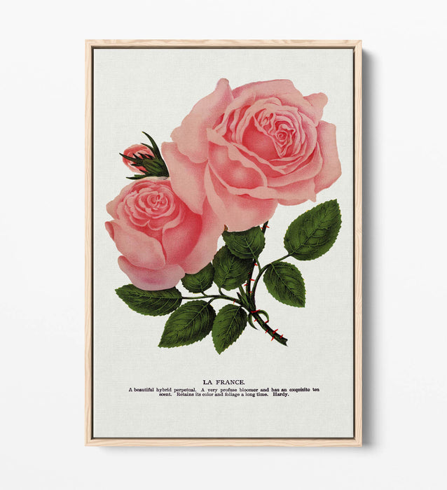 Canvas Wall Art - Pink Rose La France Lithograph | Float Frame, Handmade UK