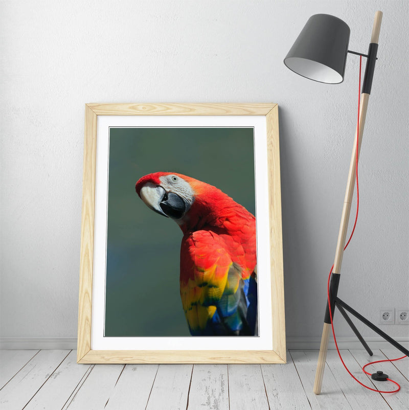 Parrot Wall Poster – Framed Wall Art Print | Colorful Bird Home Decor