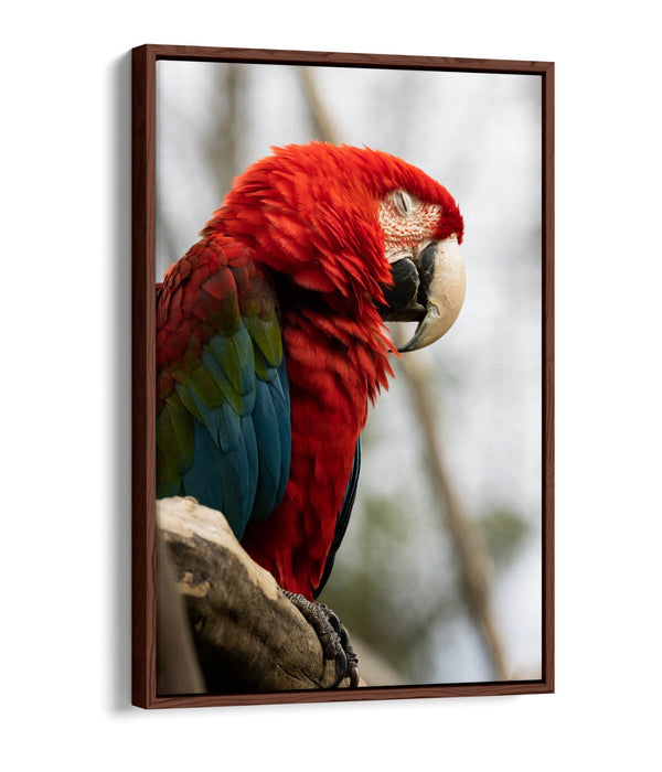 Parrot Canvas Wall Art – Float Effect Canvas Wall Decor With Vibrant Animal Print