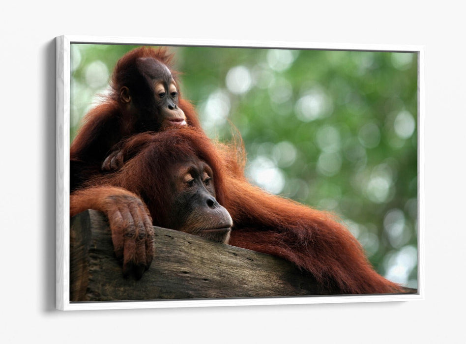 Orangutan Canvas Art - Mother and Baby Wildlife Wall Decor with Floating Frame