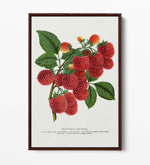 Canvas Wall Art - SHAFFER'S Colossal Raspberry Float Effect Canvas Print