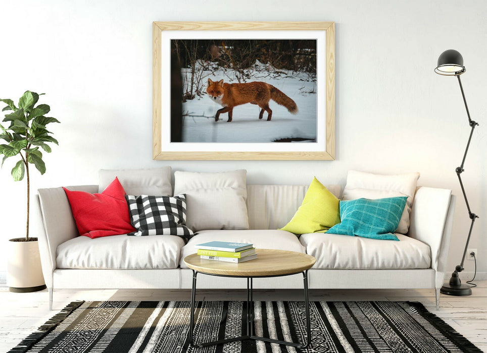 RED FOX SNOWY, WILDLIFE PHOTOGRAPHY -ART FRAMED POSTER PICTURE PRINT ARTWORK