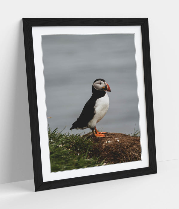 Puffin Wall Art - Framed Cliff Photography Print | UK Handmade Nature Decor
